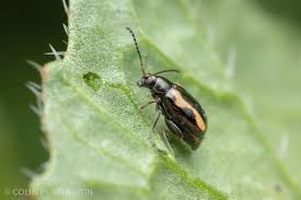 Attēlu rezultāti vaicājumam “Phyllotreta sp.”