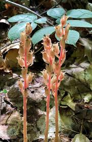 Attēlu rezultāti vaicājumam “Monotropa hypopitys fruit”