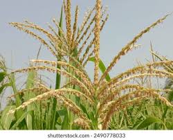 Attēlu rezultāti vaicājumam “Zea mays male flower”