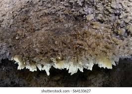 Attēlu rezultāti vaicājumam “Antrodia sinuosa”