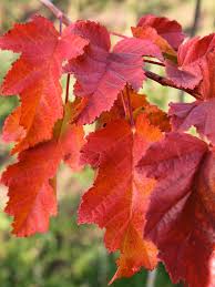 Attēlu rezultāti vaicājumam “Acer tataricum leaf”