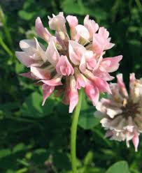 Attēlu rezultāti vaicājumam “Trifolium hybridum flower”