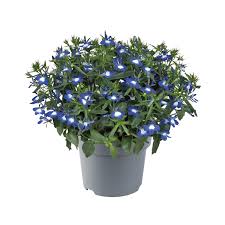 Image result for Lobelia erinus