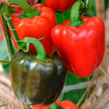 Afbeeldingsresultaat voor yolo wonder sweet pepper