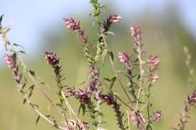 Attēlu rezultāti vaicājumam “Odontites vulgaris fruit”
