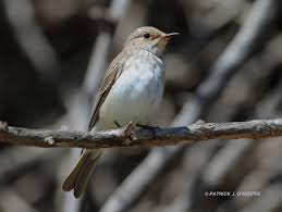 Attēlu rezultāti vaicājumam “Muscicapa striata”