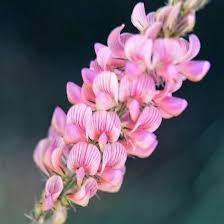 Attēlu rezultāti vaicājumam “Onobrychis arenaria fruit”