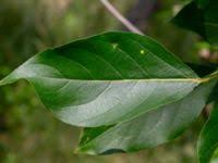 Attēlu rezultāti vaicājumam “Populus laurifolia”