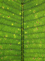 Attēlu rezultāti vaicājumam “Coleosporium sp.”