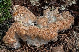 Attēlu rezultāti vaicājumam “Postia guttulata”