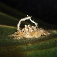 Attēlu rezultāti vaicājumam “Torrubiella arachnophila”