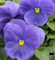 Image result for Viola wittrockiana