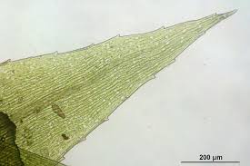 Attēlu rezultāti vaicājumam “Pohlia cruda”