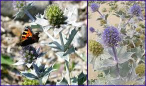 Attēlu rezultāti vaicājumam “Eryngium maritimum leaf”