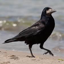 Attēlu rezultāti vaicājumam “Corvus frugilegus”