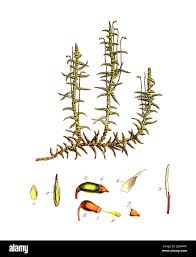 Attēlu rezultāti vaicājumam “Pseudoscleropodium purum”