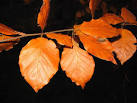 Warts and all ...... Awaiting the first frost which will nip the leaf from - via Daymix