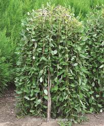 Attēlu rezultāti vaicājumam “Salix caprea”