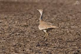 Image result for Chlamydotis macqueenii