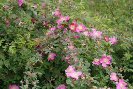 Attēlu rezultāti vaicājumam “Rosa majalis”