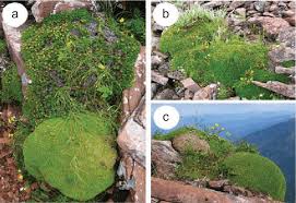 Attēlu rezultāti vaicājumam “Potentilla arenaria”