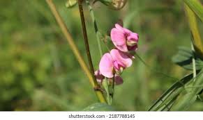 Attēlu rezultāti vaicājumam “Lathyrus sylvestris leaf”