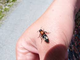 Attēlu rezultāti vaicājumam “Mutilla europaea”