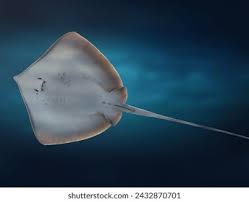 Image result for Hypanus longus