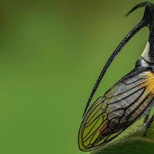 Attēlu rezultāti vaicājumam “Membracidae”
