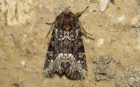 Attēlu rezultāti vaicājumam “Oligia sp.”