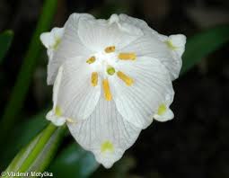 Attēlu rezultāti vaicājumam “Leucojum vernum var. carpathicum”