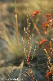 Attēlu rezultāti vaicājumam “Artemisia campestris leaf”
