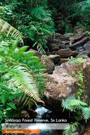 Image result for синхараджа