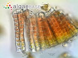 Attēlu rezultāti vaicājumam “Hildenbrandia rivularis”