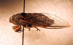 Attēlu rezultāti vaicājumam “Auchenorrhyncha”