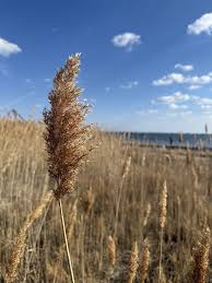 Attēlu rezultāti vaicājumam “Phragmites communis fruit”