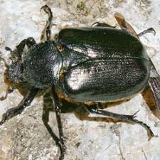 Attēlu rezultāti vaicājumam “Osmoderma barnabita”