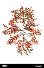 Attēlu rezultāti vaicājumam “Rhodophyta”