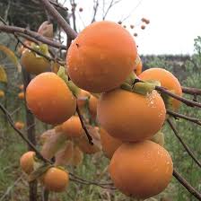 Image result for sharon fruit