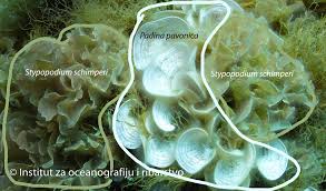 Attēlu rezultāti vaicājumam “Schistidium dupretii sporophyte”
