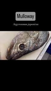 Image result for Argyrosomus japonicus