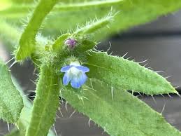 Attēlu rezultāti vaicājumam “Anchusa arvensis”