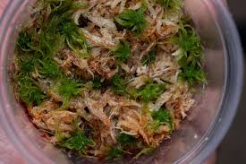 Attēlu rezultāti vaicājumam “Sphagnum fimbriatum”