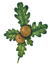 Attēlu rezultāti vaicājumam “Quercus robur fruit”