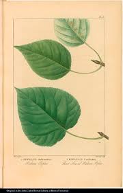 Attēlu rezultāti vaicājumam “Populus x berolinensis leaf”