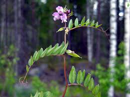 Attēlu rezultāti vaicājumam “Vicia sepium leaf”