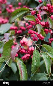 Attēlu rezultāti vaicājumam “Euonymus europaeus fruit”