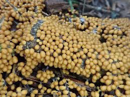 Attēlu rezultāti vaicājumam “Leocarpus fragilis spores”