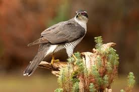 Attēlu rezultāti vaicājumam “Accipiter gentilis adult”