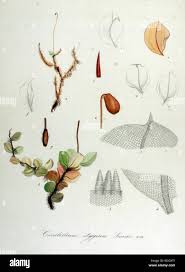 Attēlu rezultāti vaicājumam “Cinclidium stygium”